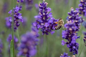 bee on lavender