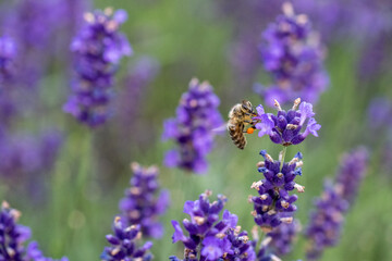 bee on lavender