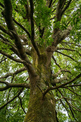 Adare Town Park, County Limerick, Ireland