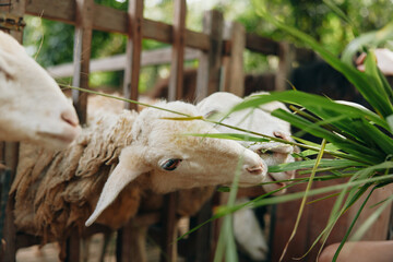 A group of sheep eating from a plant in front of a wooden fence with a person in the background