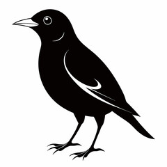 Myna Black silhouette