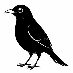 Myna Black silhouette