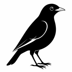 Myna Black silhouette