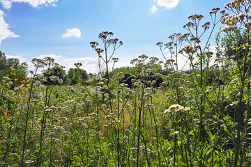 Picturesque meadow filled with wild vegetation under a clear blue sky. The vibrant field showcases nature's beauty and tranquility. Perfect for enjoying a peaceful summer day.