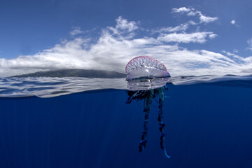 Portuguese man of war near the coast of Azores islands. Dangerous jellyfish is sailing on the surface. Cnidarian with the pouch on the top of surface and long tentacles.