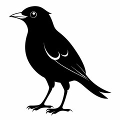 Myna Black silhouette
