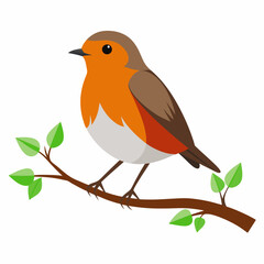 Robin on tree wood white background