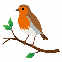 Robin on tree wood white background