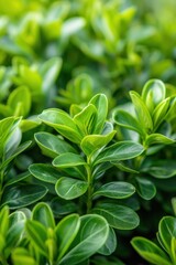 Obraz premium Close-up of fresh green leaves in a lush, vibrant garden setting, showcasing the natural beauty and intricate details of plant life.