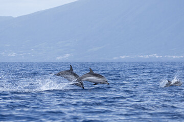 Group of striped dolphins near the Azores islands. Clever dolphins are hunting near the coast....