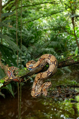 Common Northern Boa (Boa constrictor imperator), animal portrait, Costa Rica - stock photo
