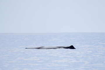 Fototapeta premium Sperm whale stay near the surface. Whale watching in Azores islands. The biggest toothed predator on the earth.