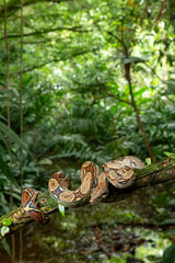 Common Northern Boa (Boa constrictor imperator), animal portrait, Costa Rica - stock photo