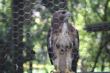bird of prey hawk