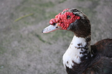 Fototapeta premium Muscovy duck