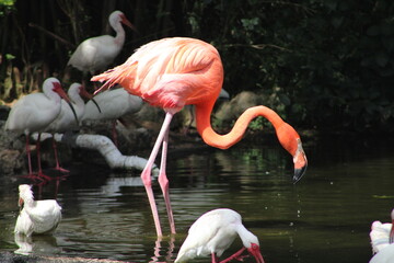 flamingo in the water
