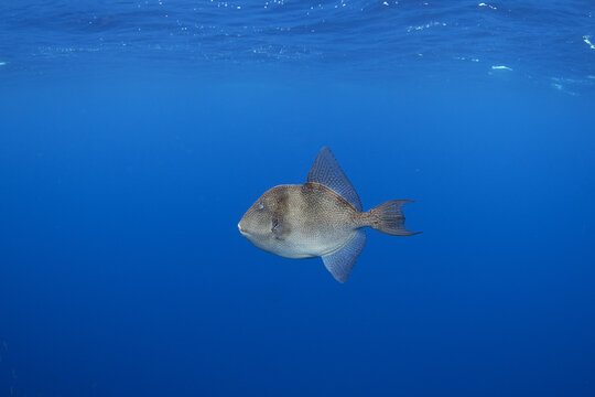 Grey triggerfish in the open ocean. Shoal of triggerfish near the surface. Marine life around Azores islands. 