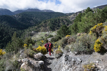 hikers descending a path surrounded by vegetation, pine trees, and broom.