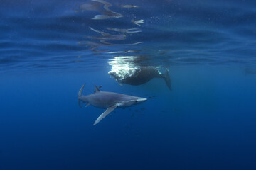 Obraz premium Blue shark near the whale's carcass. Rare shark with long fon in the ocean. Shark circling around the bait. Endangered shark in Atlantic ocean.
