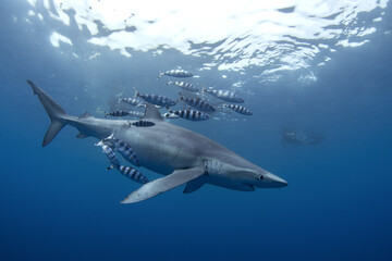 Blue shark near the whale's carcass. Rare shark with long fon in the ocean. Shark circling around the bait. Endangered shark in Atlantic ocean.