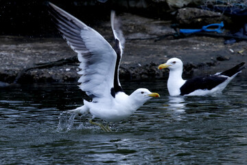 Um verdadeiro espetáculo das gaivotas com a distribuição de restos de peixes no canal de Ponta Negra - Maricá - RJ 