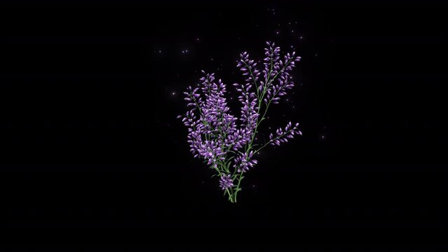 Levander Flowers Growing With Particles
