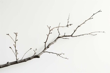 single elegant tree branch on a plain white background