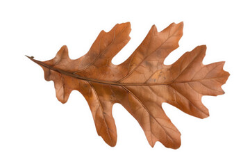 Naklejka premium A single, brown oak leaf with a detailed vein pattern, isolated on a black background. Perfect for autumnal designs.