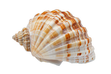 Obraz premium A close-up of a brown and white seashell with intricate patterns, isolated on a black background.