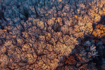 Top view of autumn forest. trees without leaves in the light of the setting sun
