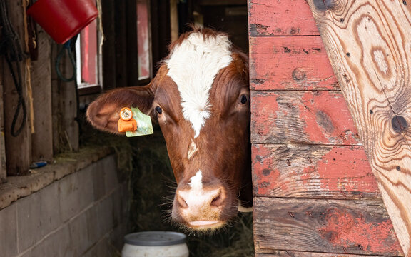 A red and white Holstien with ring worm peeking around the door of a barn. 