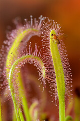 Insect trapped on the leaves of a sundew (Drosera capensis)