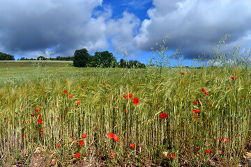 Poppies next to a field of barley (Hordeum vulgare) and stormy c