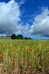 Poppies next to a field of barley (Hordeum vulgare) and stormy c
