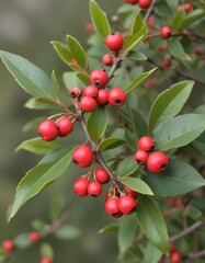 Fototapeta premium Cotoneaster salicifolius var. floccosus, willowleaf cotoneaster background