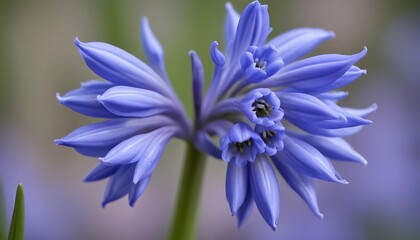 Obraz premium Closeup view of squill bluebell flower