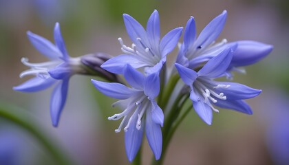 Closeup view of squill bluebell flower
