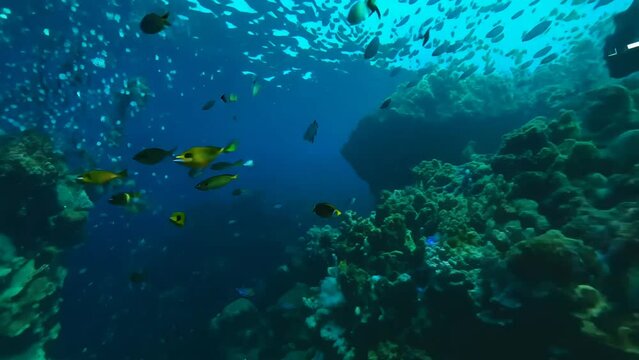 coral reef with fish