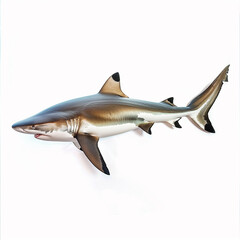 Fototapeta premium Animal Portrait: Bull Shark, Realistic Photography