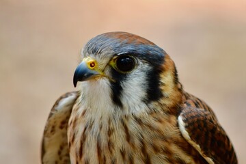 American kestrel bird of prey close up image