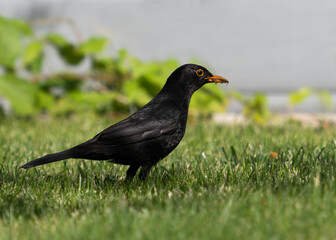 Kos - the bird in the garden