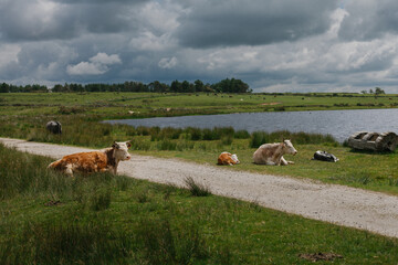cows sitting in field next to a lake