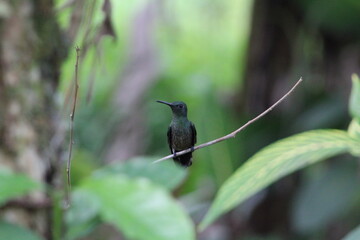 colibri hummingbird on a tree