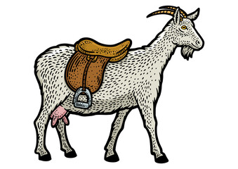 saddle goat color sketch engraving PNG illustration. T-shirt apparel print design. Scratch board imitation. Black and white hand drawn image.