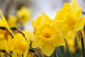 daffodil flowers during the spring season