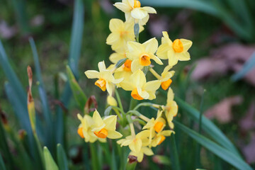 daffodil flowers during the spring season