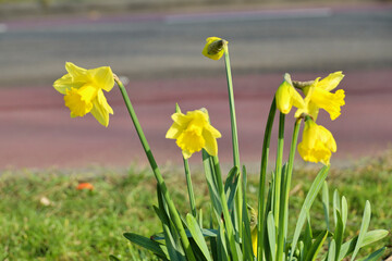 daffodil flowers during the spring season