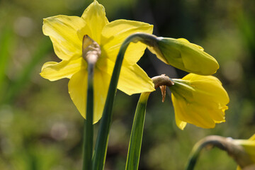 daffodil flowers during the spring season