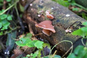 common judas ear mushroom in the botanical garden of Capelle aan den IJssel