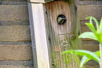 newborn great tits look out of the nest box to fly out soon